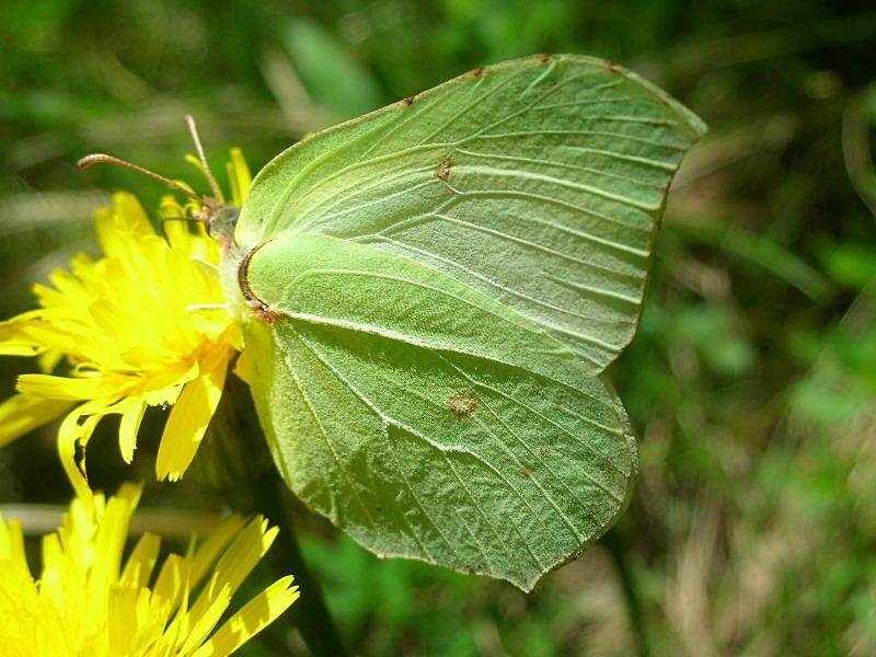 Gonepteryx rhamni